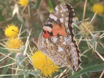 Close-up of butterfly pollinating on flower