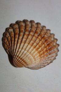 Close-up of shell on beach