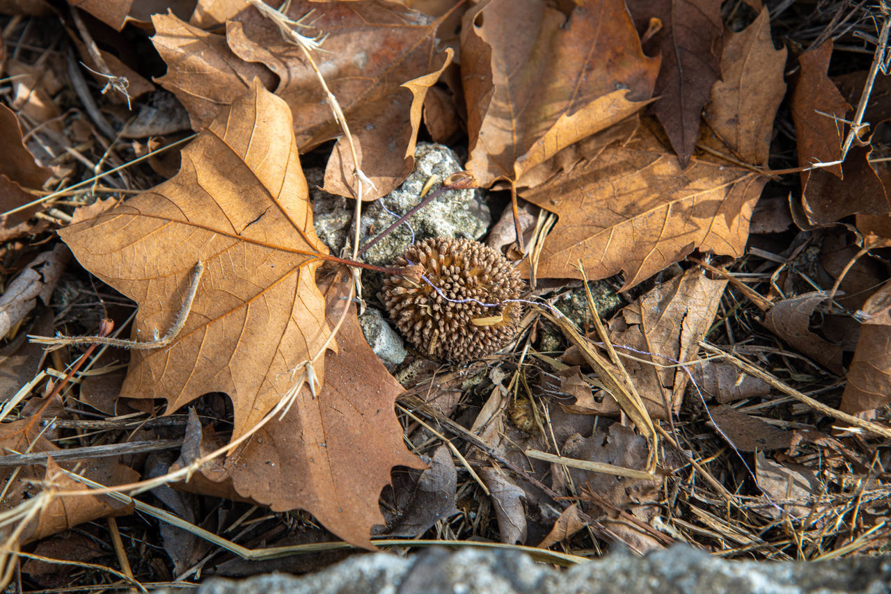 HIGH ANGLE VIEW OF DRY MAPLE LEAVES ON LAND