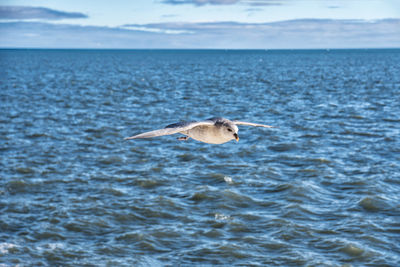 Northern fulmar in flight