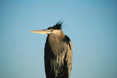 Low angle view of bird against clear sky