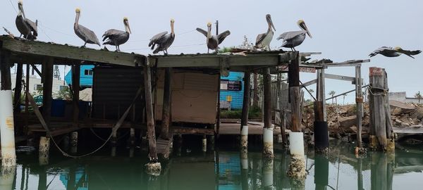 Seagulls perching on wooden post in lake