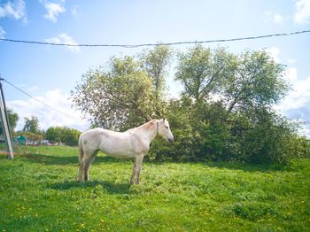 Horse standing in a field