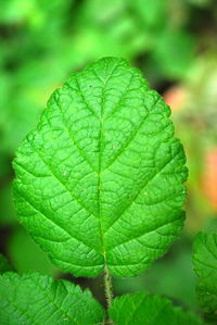 Close-up of leaves