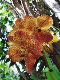 Close-up of flowering plant