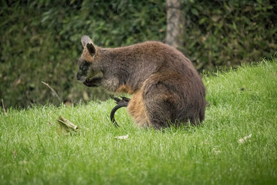 Side view of an animal on field