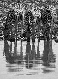 Reflection of zebra on water