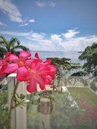 Close-up of pink flowering plant against sky