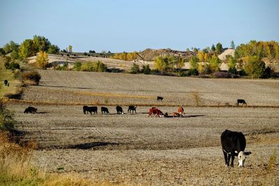 Cows on field against clear sky