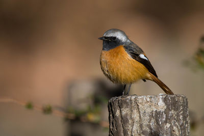 Close-up of bird perching on wood