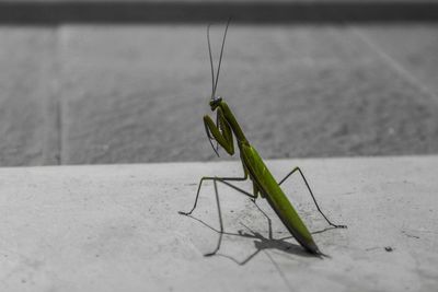 Close-up of insect