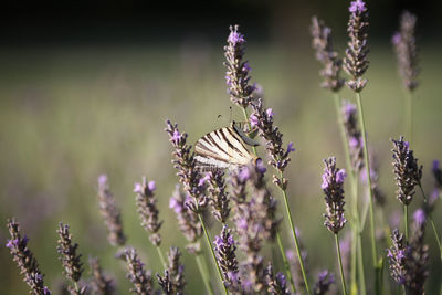 Close-up of purple flower