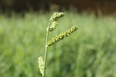 Close-up of fresh green plant