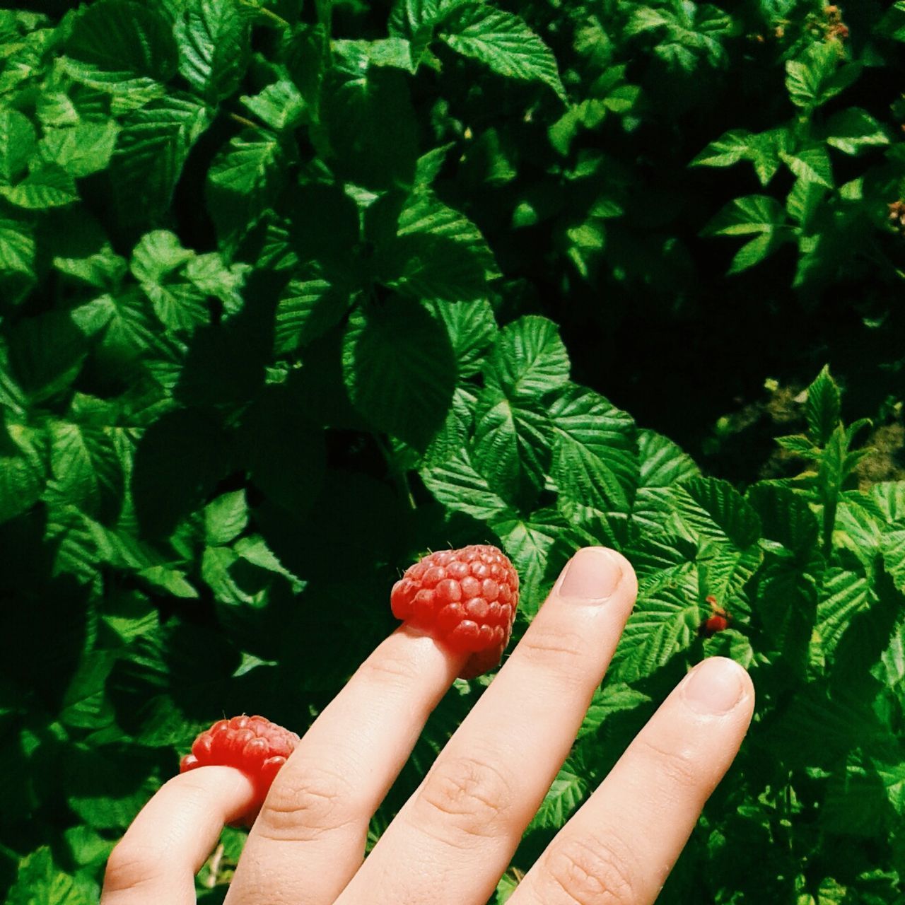 person, food and drink, holding, food, part of, personal perspective, healthy eating, cropped, human finger, freshness, unrecognizable person, fruit, leaf, vegetable, green color, lifestyles, close-up