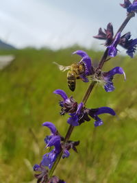 Close-up of insect on purple flowering plant