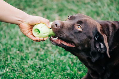 Close-up of owner's hand holding dog's toy as they play tug of war. 