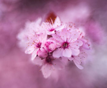 Close-up of pink cherry blossom