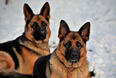 Close-up portrait of dog