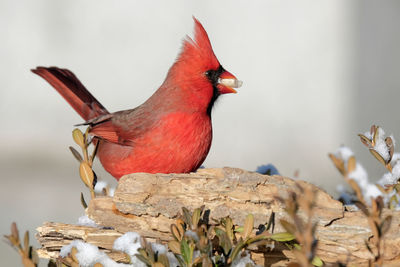 Close-up of bird perching on branch