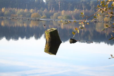 Reflection of birds in a lake