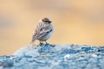 Close-up of bird perching on rock