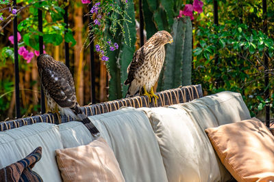 View of birds perching on chair