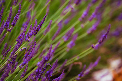 Close-up of purple flowering plant on field