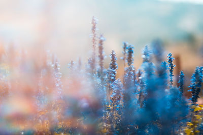 Close-up of leaves against blurred background