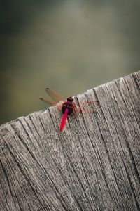 Close-up of dragonfly on wood