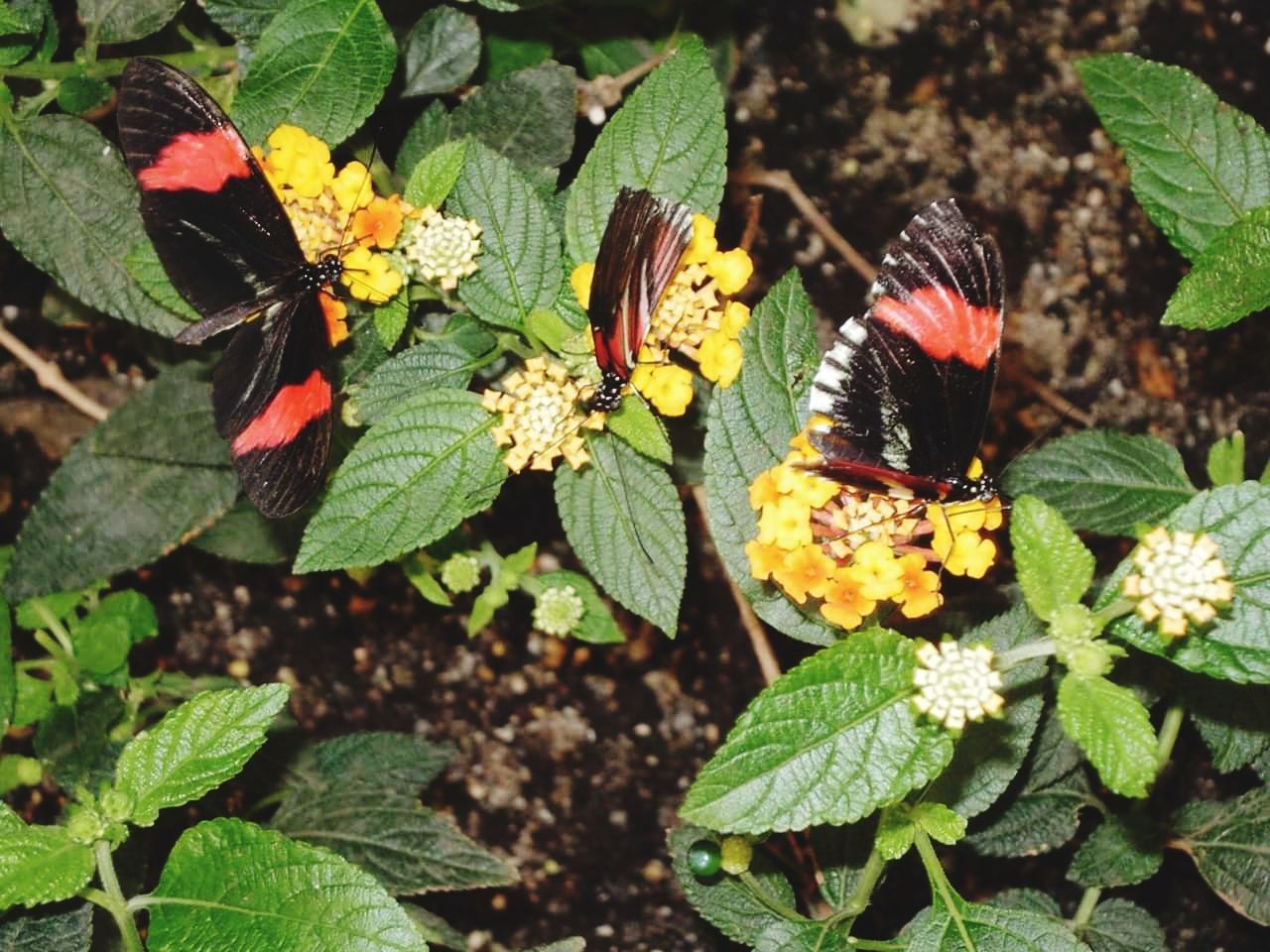 leaf, plant part, beauty in nature, growth, flower, nature, plant, animal themes, animal, close-up, animals in the wild, animal wildlife, green color, flowering plant, no people, day, invertebrate, insect, freshness, butterfly - insect, animal wing, outdoors, flower head, lantana, butterfly