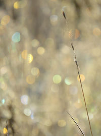 Close-up of plants against blurred background