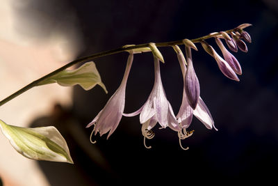 Close-up of wilted flowering plant