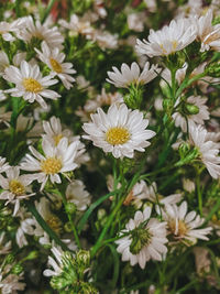 Close-up of white daisy flowers