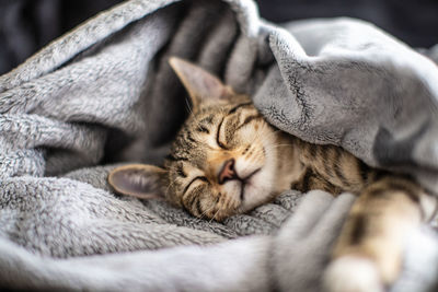 Close-up of cat sleeping