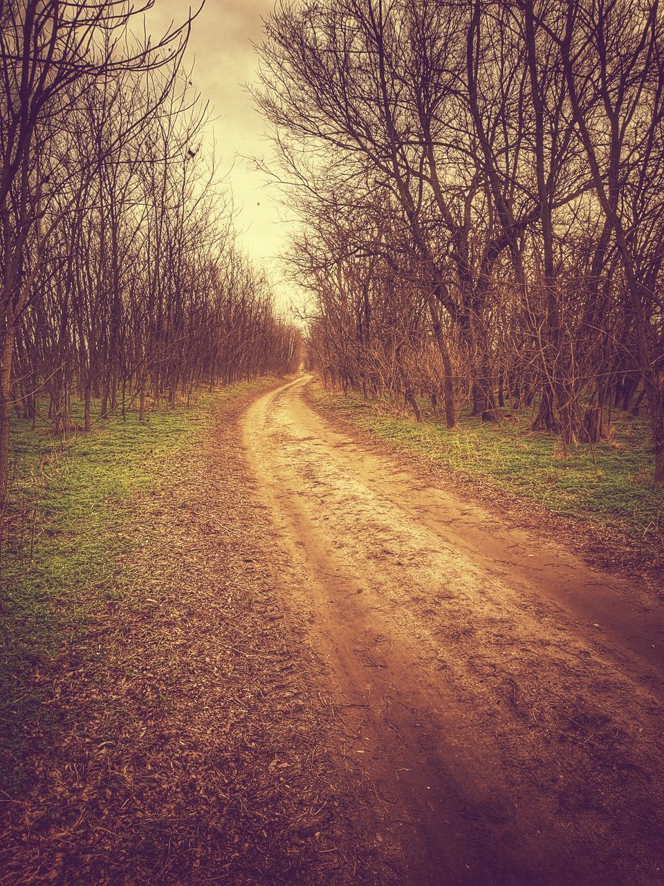 DIRT ROAD ALONG BARE TREES AND PLANTS