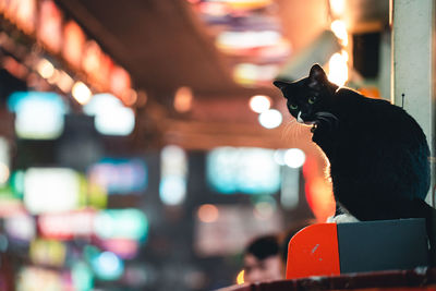 Close-up portrait of black cat