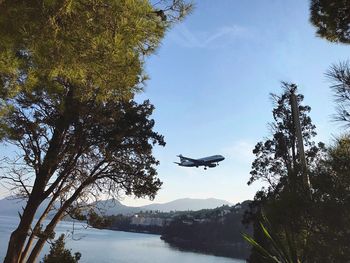 Airplane flying over trees against sky