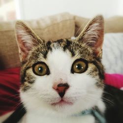 Close-up portrait of cat at home