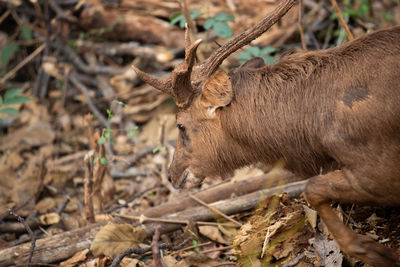 Close-up of deer