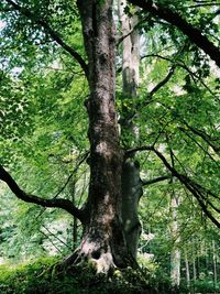 View of tree trunk in forest