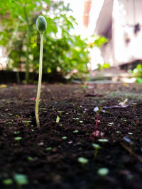 Close-up of plants