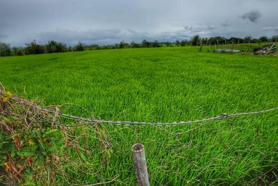 Scenic view of agricultural field against sky