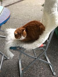 High angle view of cat resting on chair