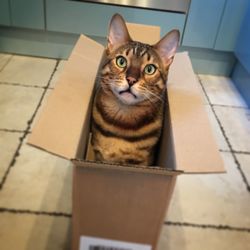 High angle portrait of cat sitting on floor