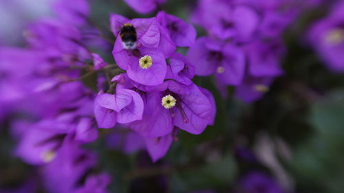 Close-up of purple flowers blooming outdoors