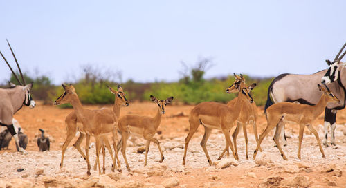 Antelopes standing on grass against sky