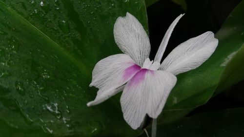 Close-up of pink flower growing on plant