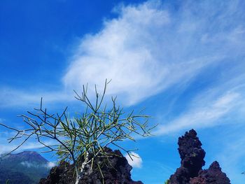 Low angle view of trees against blue sky