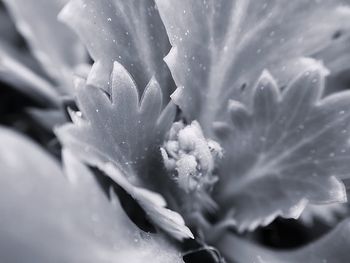 Close-up of flower