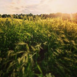 Close-up of wheat field against sky